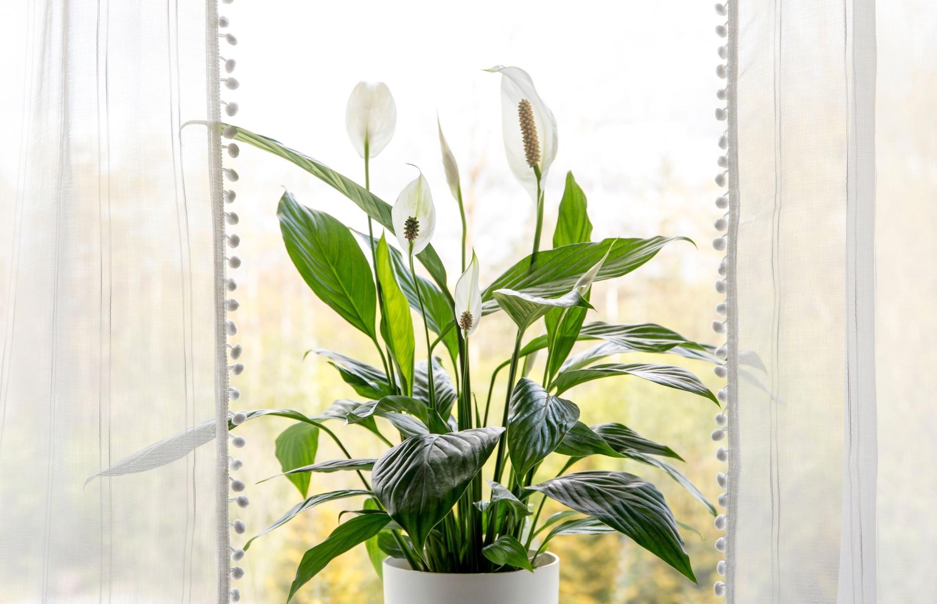 Toxic plant: peace lily (Spathiphyllum)